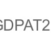 GDPAT20